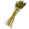 Dried Plant Bunny Tail Natural Foliage with Long Stems
